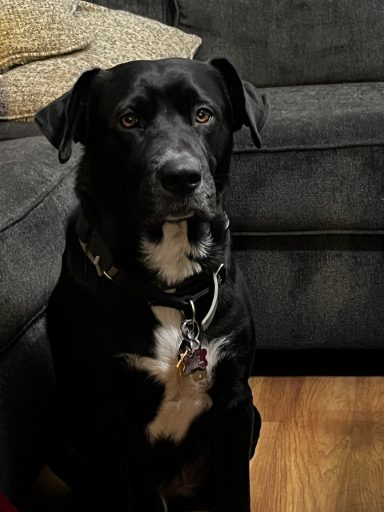 Shadow Jr. Home security team